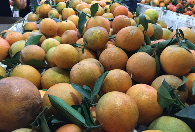 Cam Cao Phong bắt đầu vào chính vụ, giá hạ hơn mọi năm - Ảnh 1.