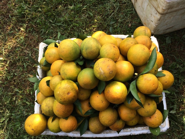 Cam Cao Phong bắt đầu vào chính vụ, giá hạ hơn mọi năm - Ảnh 2.