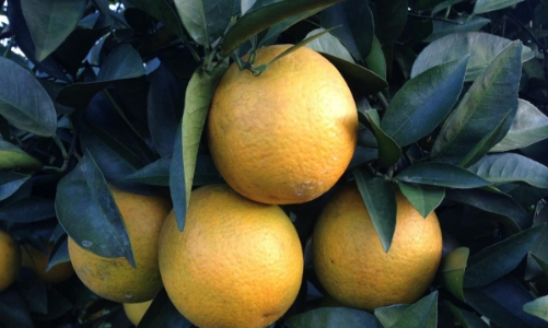 Cam Cao Phong bắt đầu vào chính vụ, giá hạ hơn mọi năm