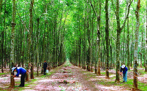 <font face="Arial, Verdana"><span style="font-size: 13.3333330154419px;">Trung Quốc, Malaysia và Ấn Độ vẫn là ba thị trường tiêu thụ cao su lớn nhất của Việt Nam, chiếm 72,4% thị phần.&nbsp;</span></font>