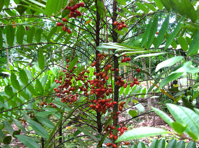 Thực hư tác dụng chữa bệnh của mật nhân - Ảnh 2.