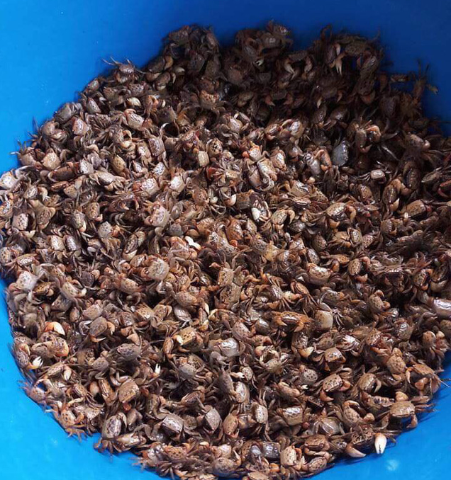 Mắm cáy: đặc sản phơi nắng phơi sương của Hải Dương - Ảnh 1.