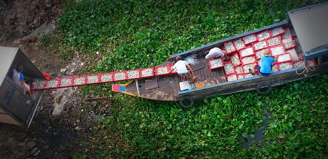 Thăm làng bè Châu Đốc mùa nước nổi - Ảnh 5.