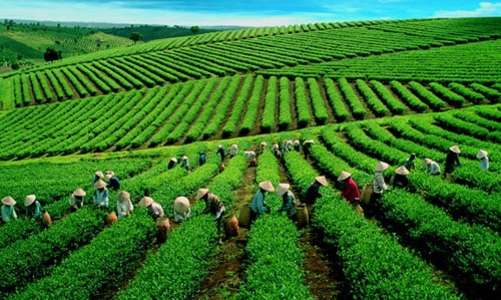 Cổ phần hoá, Nhà nước rút hết vốn tại Tổng công ty Chè