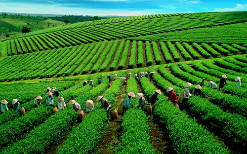  Tổng số lao động tại thời điểm công bố giá trị doanh nghiệp của Vinatea là 1.319 
người; tổng số lao động chuyển sang công ty cổ phần là 1.180 người.