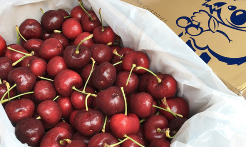 Bắt đầu vào mùa cherry Úc, giá cao nhưng vẫn đắt khách