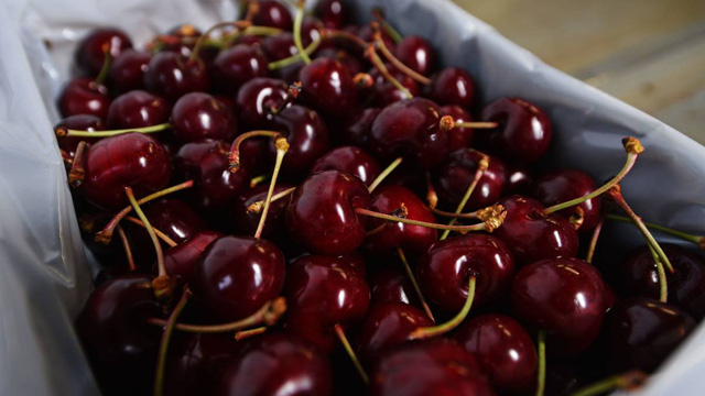 Bắt đầu vào mùa cherry Úc, giá cao nhưng vẫn đắt khách - Ảnh 1.