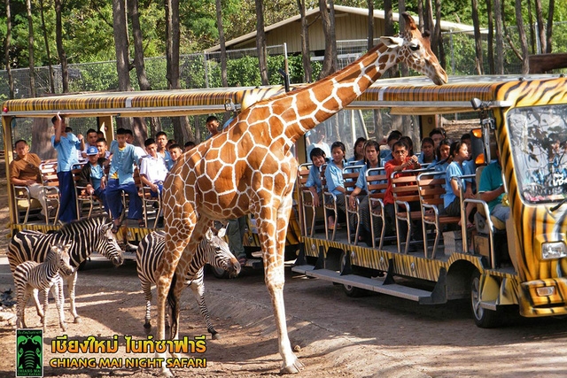 Chiang Mai – 7 trải nghiệm không nên bỏ lỡ - Ảnh 11.