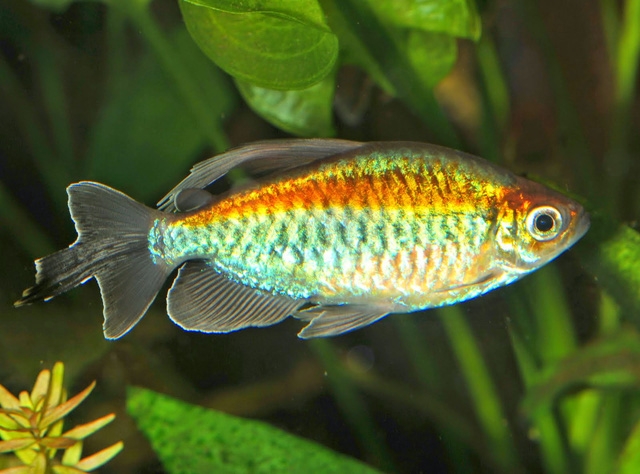 8 loài cá cảnh đẹp... trong bể - Ảnh 5.