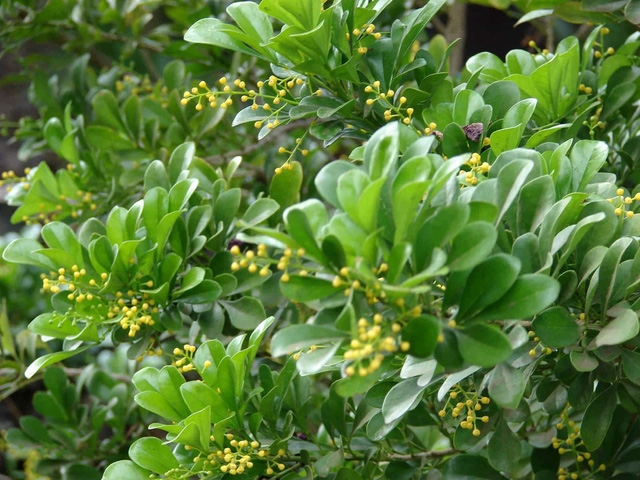 Tháng Ngâu, hái hoa ngâu để chữa bệnh - Ảnh 2.