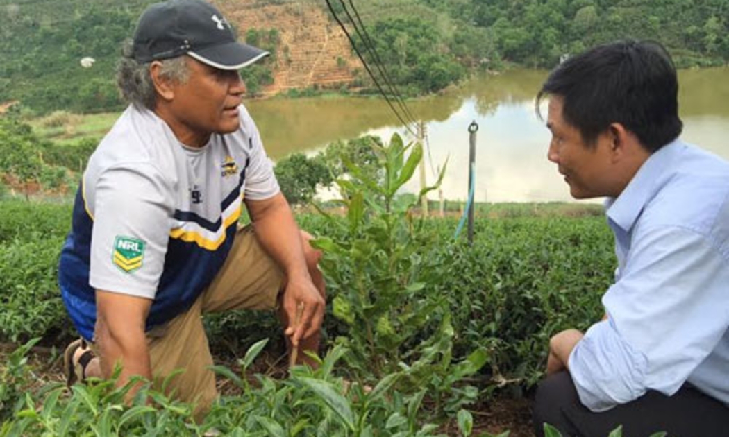 Ông Arona L Palamo, chuyên gia của đoàn khảo sát, tìm hiểu mô hình mắc-ca trồng xen trong vườn chè ô long ở Xuân Trường, thành phố Đà Lạt.