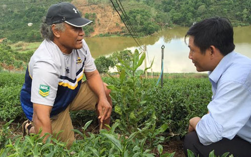 Ông Arona L Palamo, chuyên gia của đoàn khảo sát, tìm hiểu mô hình mắc-ca trồng xen trong vườn chè ô long ở Xuân Trường, thành phố Đà Lạt.