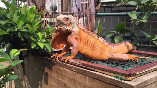 Nuôi tiểu khủng long: thú chơi cảm giác mạnh? - Ảnh 2.