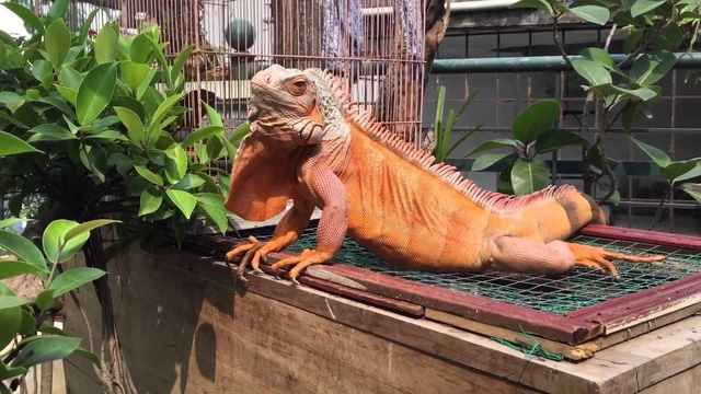 Nuôi tiểu khủng long: thú chơi cảm giác mạnh? - Ảnh 2.