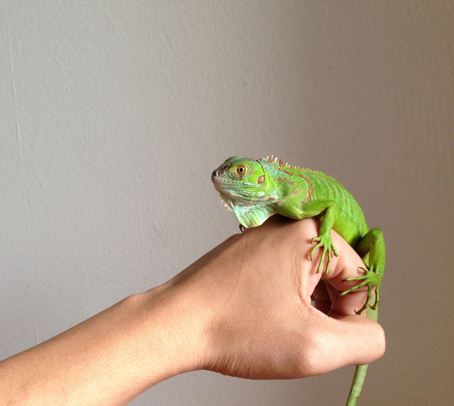 Nuôi tiểu khủng long: thú chơi cảm giác mạnh? - Ảnh 5.