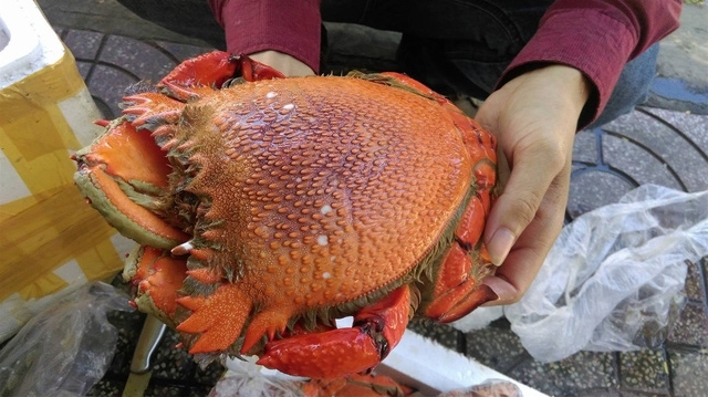 Đã vào mùa cua huỳnh đế Lý Sơn - Ảnh 1.