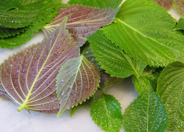 6 cách dân gian để phòng và trị cúm - Ảnh 3.