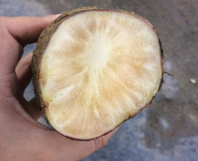 Khoai sâm: đặc sản vùng cao xuống phố - Ảnh 3.