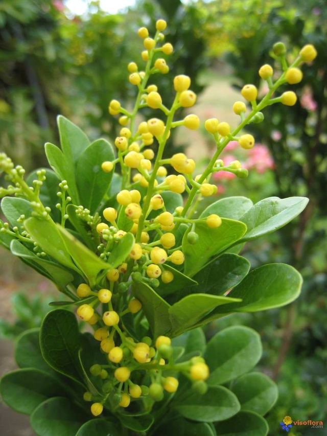 Tháng Ngâu, hái hoa ngâu để chữa bệnh - Ảnh 1.