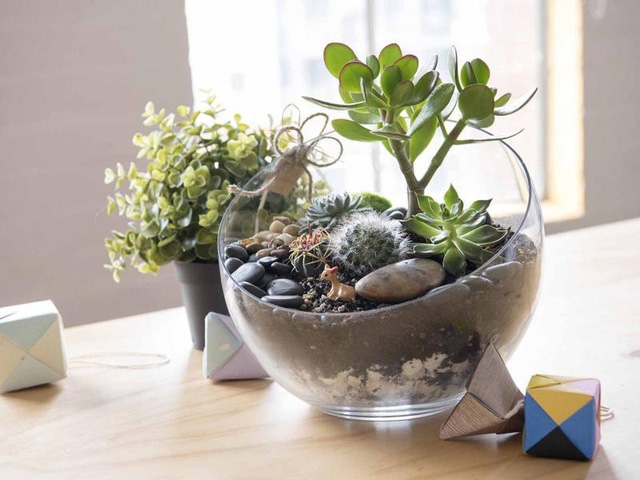 Tự tạo một Terrarium xinh xắn cho căn hộ nhỏ - Ảnh 1.