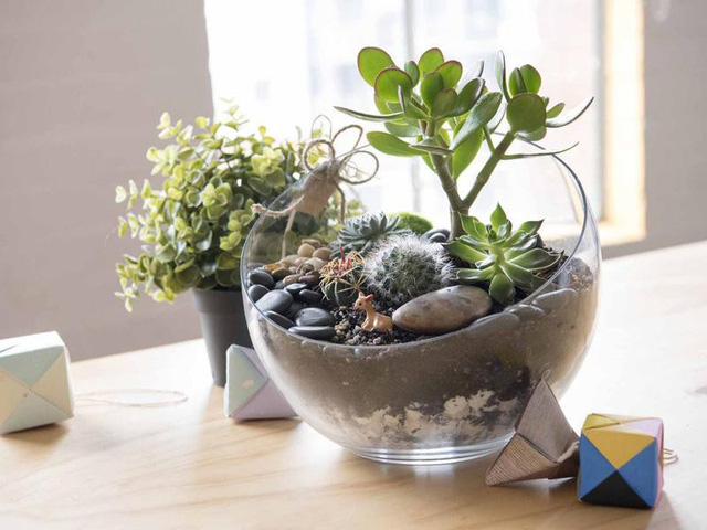 Tự tạo một Terrarium xinh xắn cho căn hộ nhỏ - Ảnh 1.