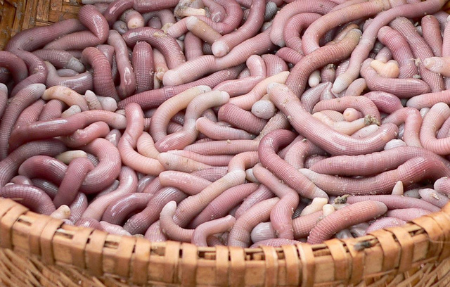 Top 10 hải sản ngon nhất Việt Nam được vào sách kỷ lục là những gì? - Ảnh 1.