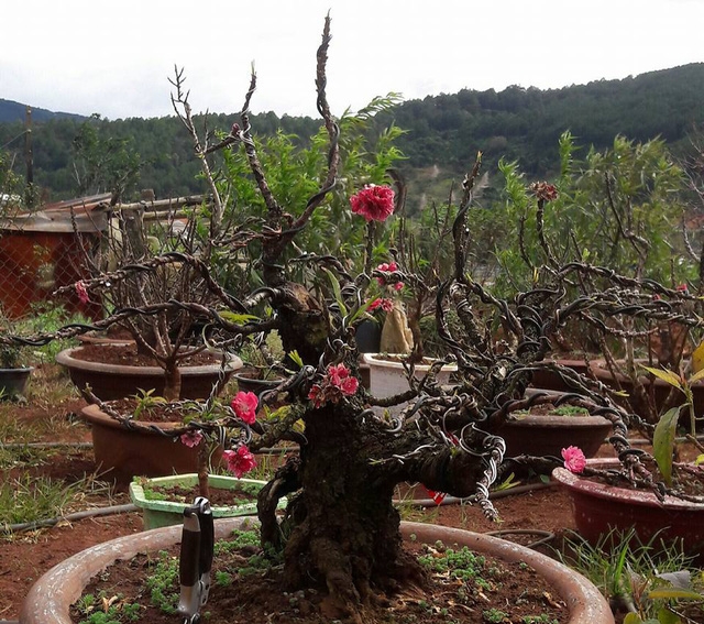 Đào thất thốn có gì lạ mà giá đắt như vậy? - Ảnh 3.