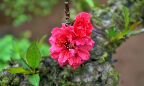 Đào thất thốn có gì lạ mà giá đắt như vậy?