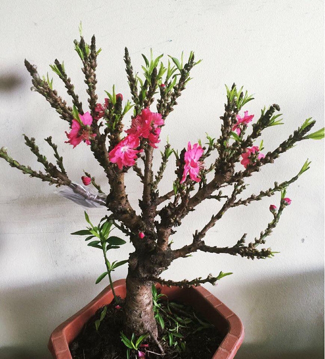 Đào thất thốn có gì lạ mà giá đắt như vậy? - Ảnh 1.