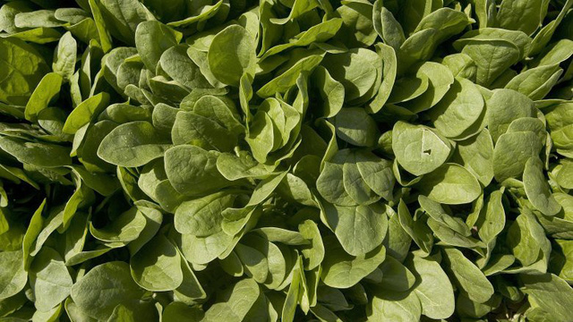 12 thực phẩm dinh dưỡng đặc biệt tốt cho phụ nữ - Ảnh 4.