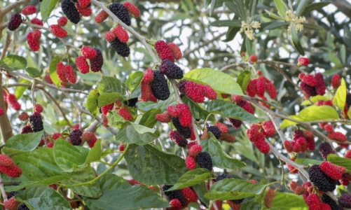 Mùa dâu tằm: ăn nhiều hay tránh xa?