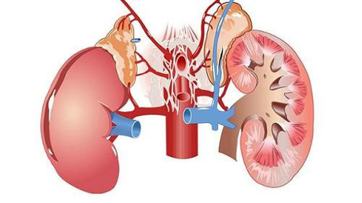 Chú ý 7 điều này để giữ cho thận khỏe mạnh