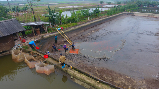 Làng cá chép đỏ Thủy Trầm trước ngày 23 tháng Chạp - Ảnh 1.