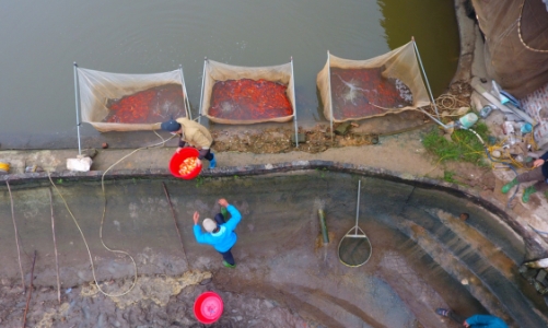 Làng cá chép đỏ Thủy Trầm trước ngày 23 tháng Chạp