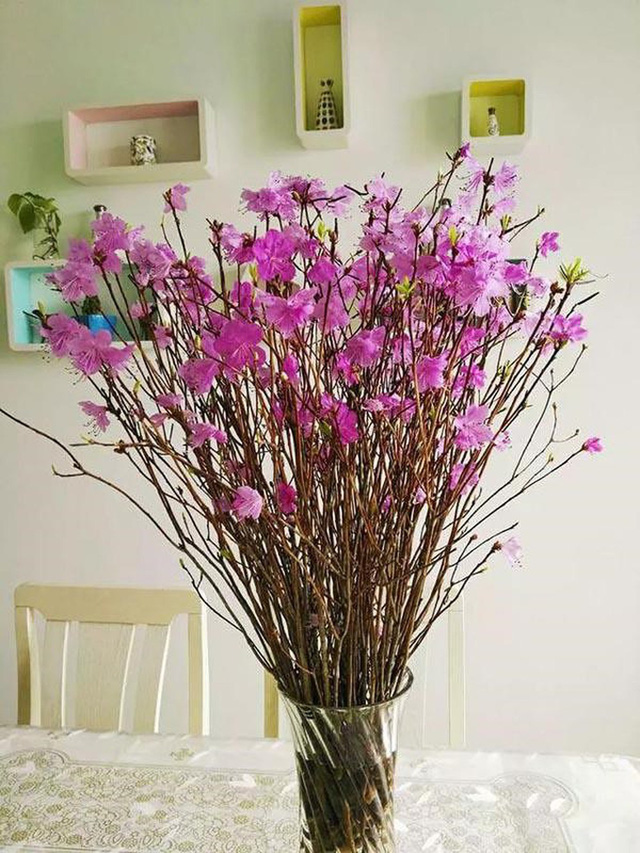 Mua hoa lạ về trưng Tết: cẩn thận độc tố - Ảnh 3.