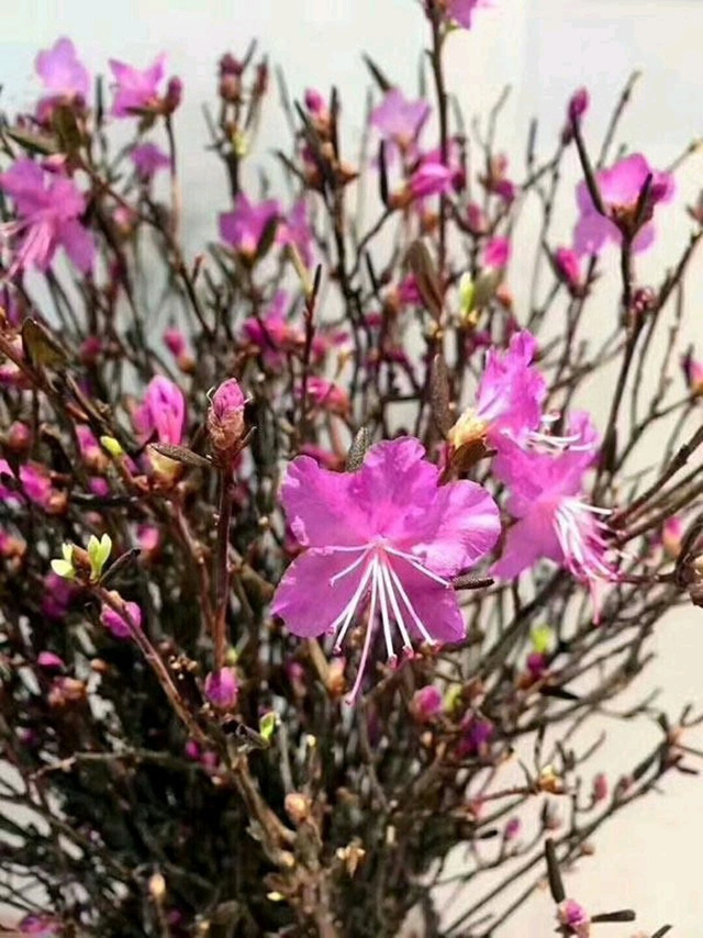 Mua hoa lạ về trưng Tết: cẩn thận độc tố - Ảnh 2.