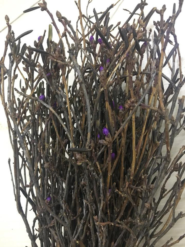 Mua hoa lạ về trưng Tết: cẩn thận độc tố - Ảnh 1.