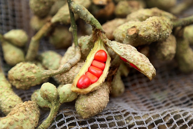 Hạt dổi rừng: mỏ vàng của người Mường - Ảnh 1.