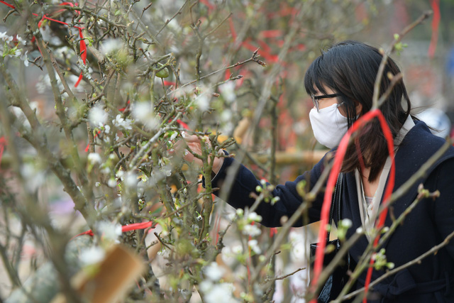 Hoa lê trắng giá rẻ hơn mọi năm nhưng vẫn vắng khách - Ảnh 1.