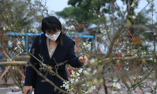 Hoa lê trắng giá rẻ hơn mọi năm nhưng vẫn vắng khách