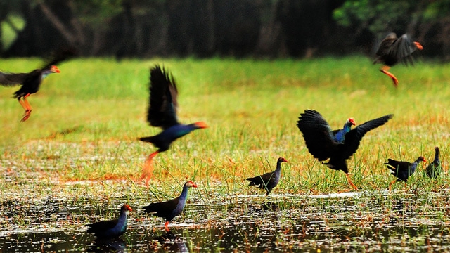 Đồng Tháp, sắp đến mùa sen nở - Ảnh 7.