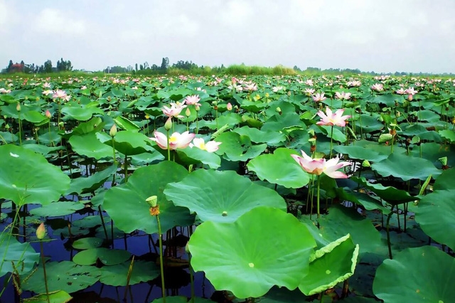 Đồng Tháp, sắp đến mùa sen nở - Ảnh 2.