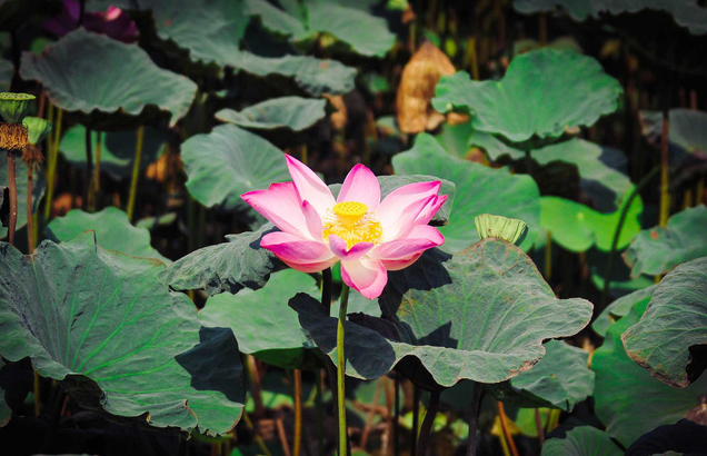 Đồng Tháp, sắp đến mùa sen nở - Ảnh 5.