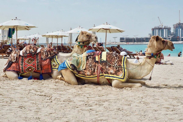 Dubai: sự quyến rũ của những điều đối lập - Ảnh 7.