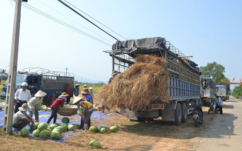 Hiện nay trên địa bàn Quảng Nam đã không còn dưa hấu để thu hoạch.<br>