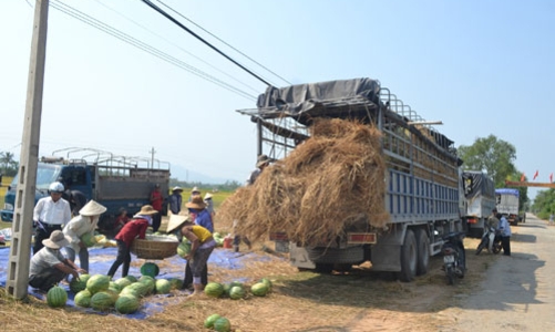 Quảng Nam khuyến cáo khả năng “trục lợi” vụ dưa hấu