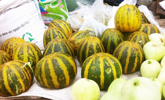 Dưa bở được mùa, giá rẻ - Ảnh 2.
