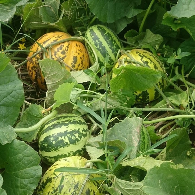 Dưa bở được mùa, giá rẻ - Ảnh 3.