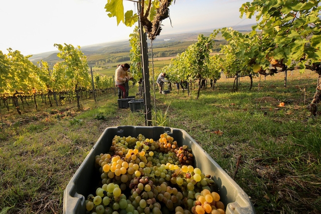 Mùa thu sang Hungary tắm khoáng nóng - Ảnh 14.
