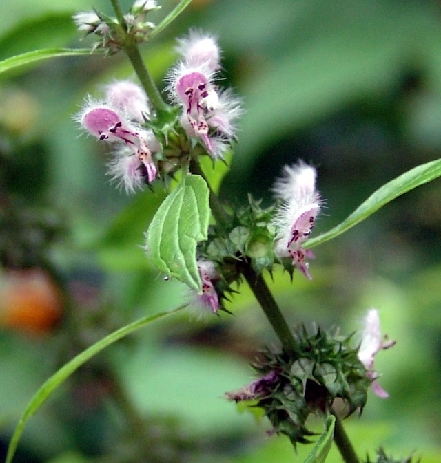 Dưỡng da và bồi bổ khí huyết với cây ích mẫu - Ảnh 2.